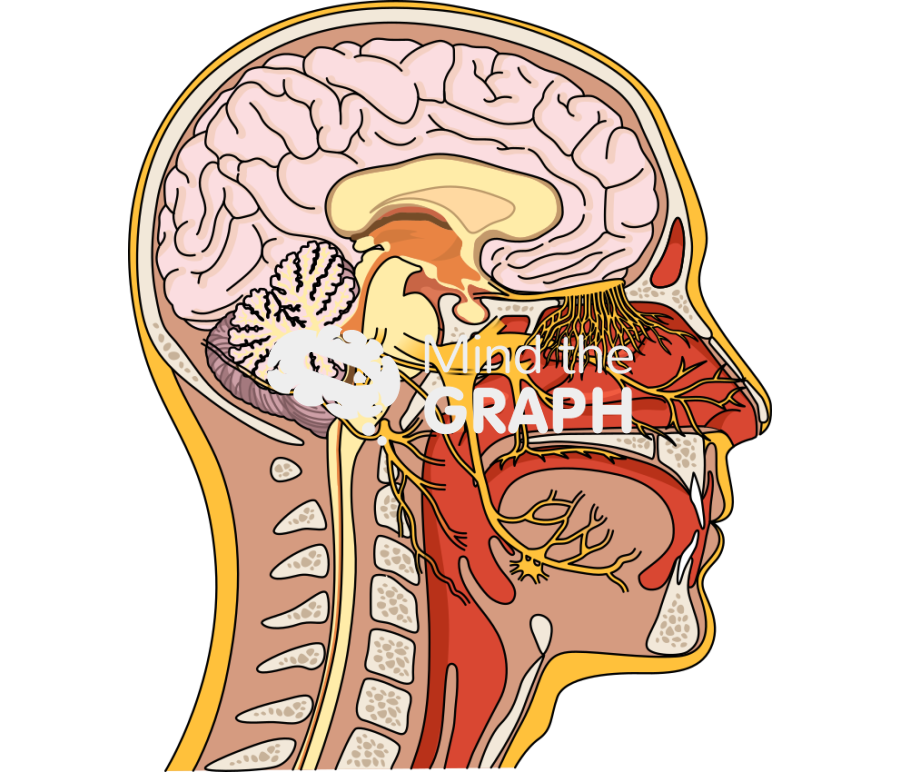 Nasal nerve pathways head human lateral Icons, Symbols, Pictures, and Images