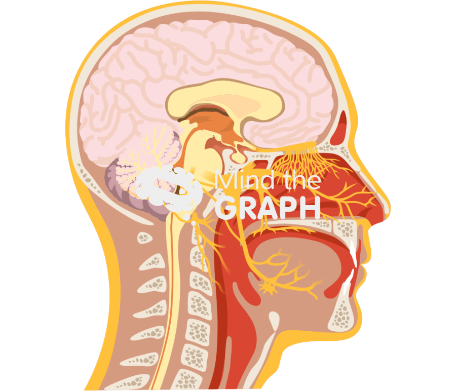 Nasal nerve pathways head human lateral Icons, Symbols, Pictures, and Images