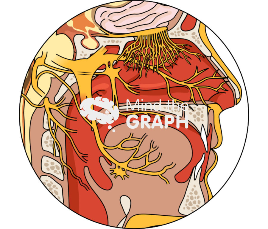 Nasal nerve pathways head human lateral zoom Icons, Symbols, Pictures, and Images