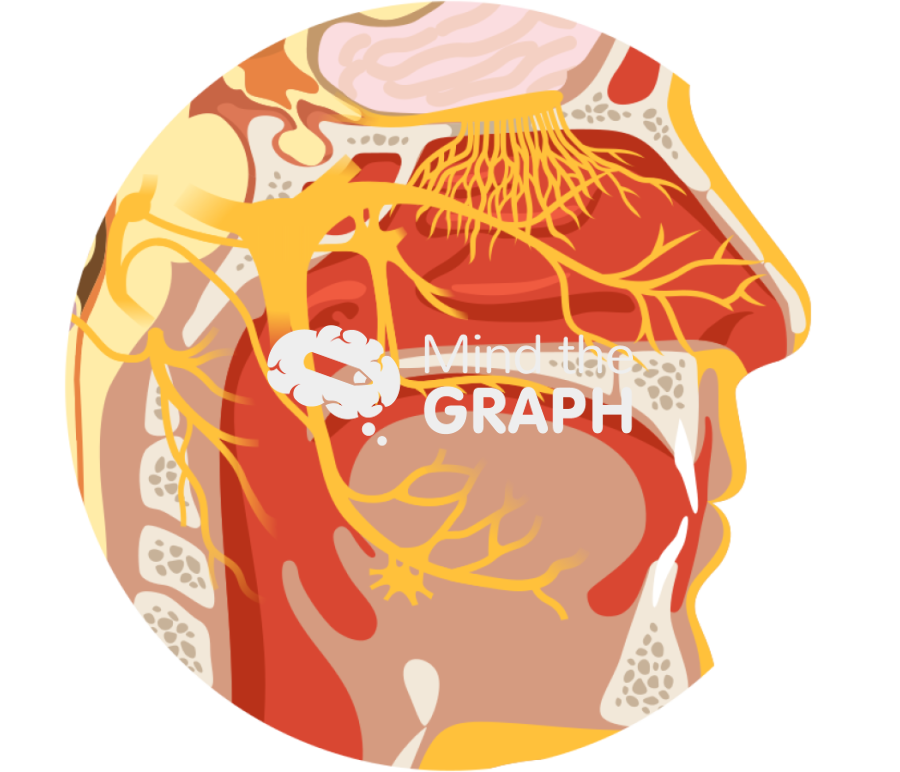 Nasal nerve pathways head human lateral zoom Icons, Symbols, Pictures, and Images