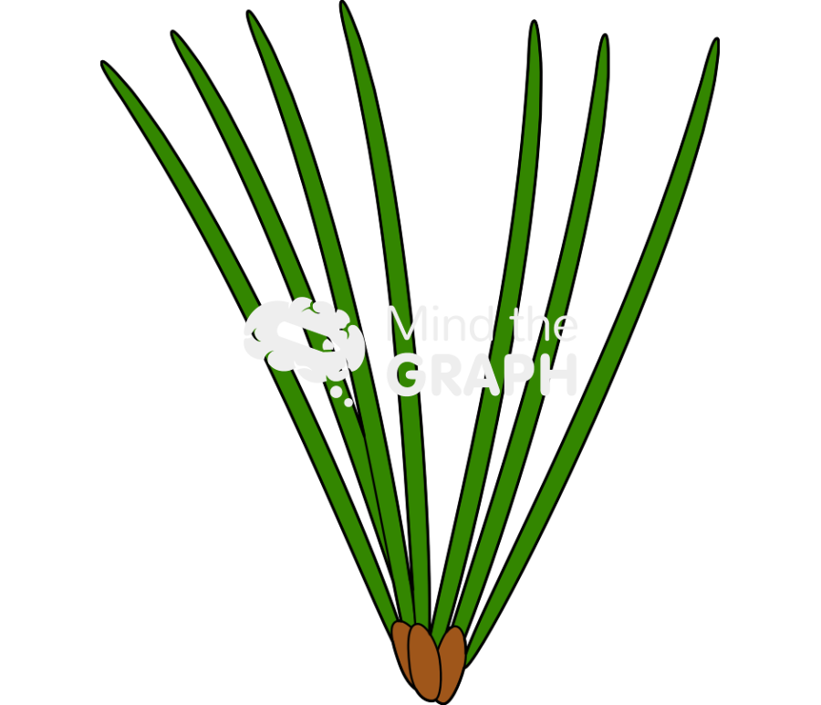 Needle leaf Icons, Symbols, Pictures, and Images