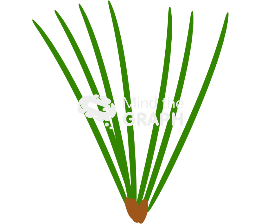 Needle leaf Icons, Symbols, Pictures, and Images