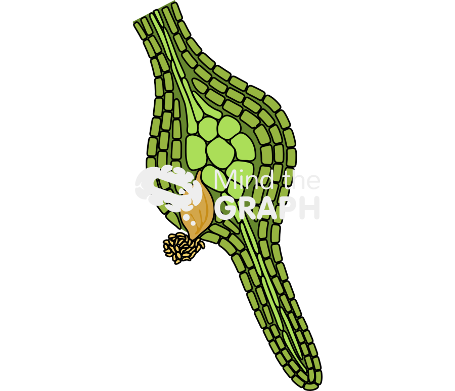 Nematode root 3 Icons, Symbols, Pictures, and Images