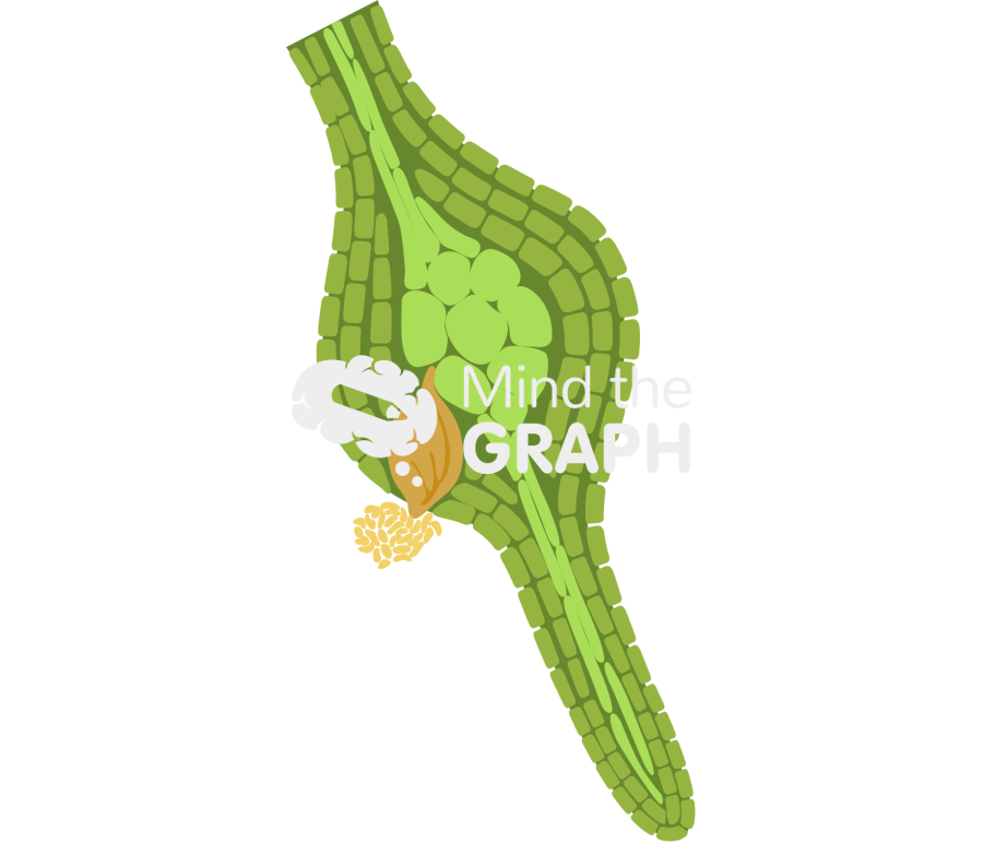 Nematode root 3 Icons, Symbols, Pictures, and Images