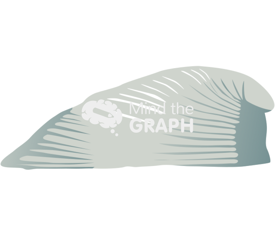 Neopilina lateral 1 Icons, Symbols, Pictures, and Images