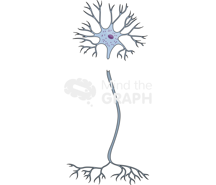 Nerve injury degeneration 2 Icons, Symbols, Pictures, and Images