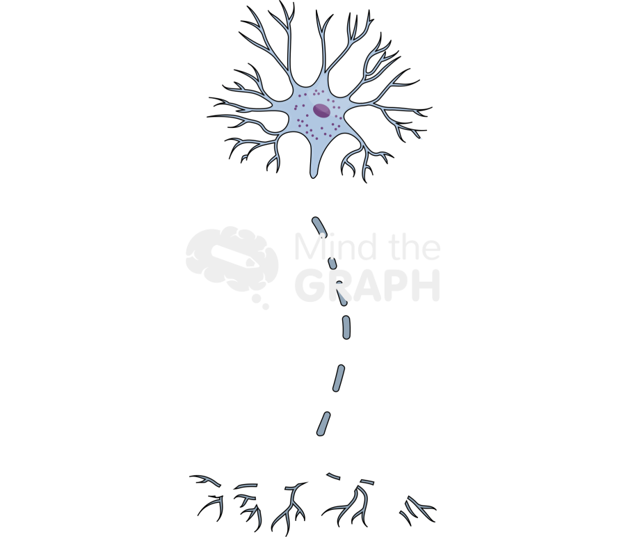 Nerve injury degeneration 3 Icons, Symbols, Pictures, and Images