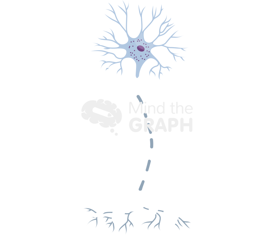 Nerve injury degeneration 3 Icons, Symbols, Pictures, and Images