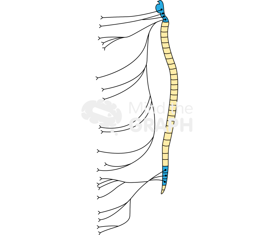 Nervous system parasympathetic response 2 Icons, Symbols, Pictures, and Images