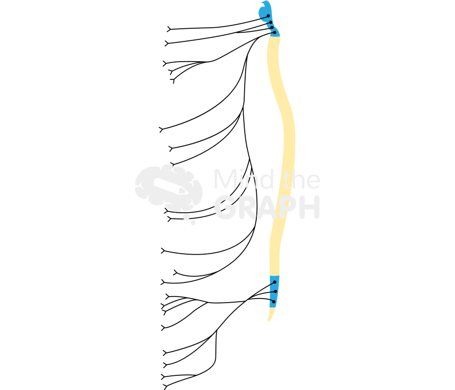 Nervous system parasympathetic response 2 Icons, Symbols, Pictures, and Images