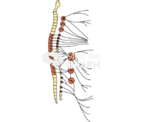 Nervous system sympathetic response 2 - Edit and Customize Icons of Nervous system sympathetic response 2 Nervous system sympathetic response 2 Icons, Symbols, Pictures, and Images