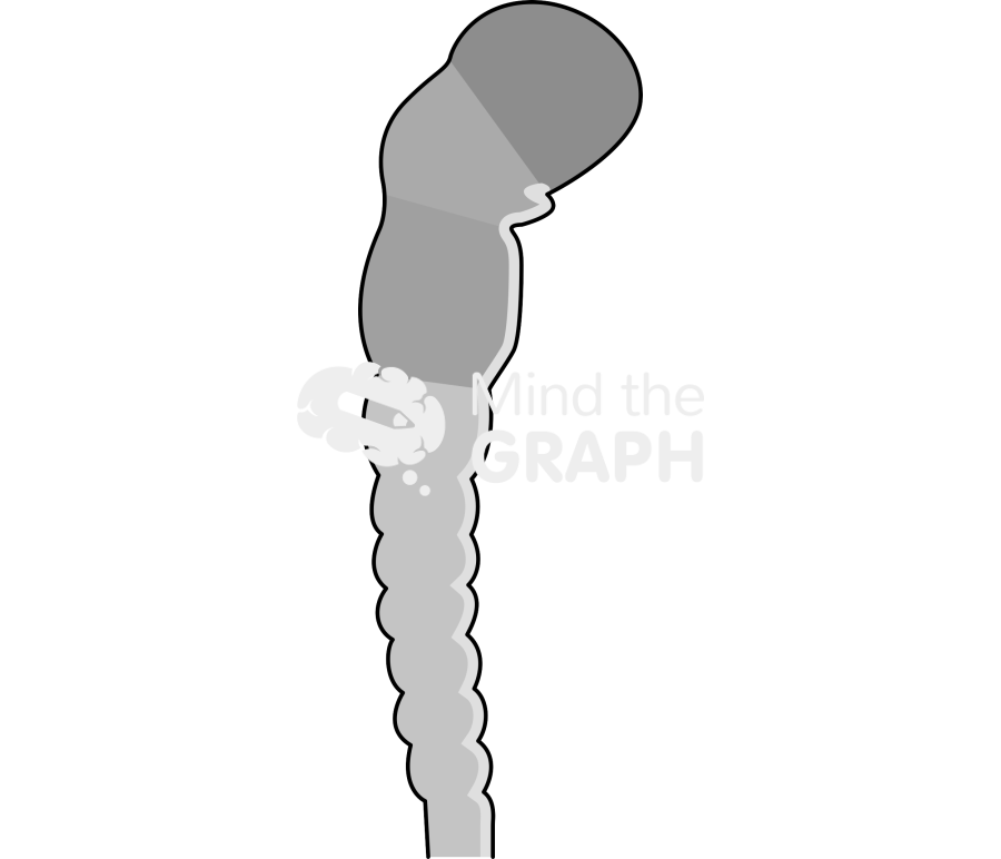 Neural tube Icons, Symbols, Pictures, and Images