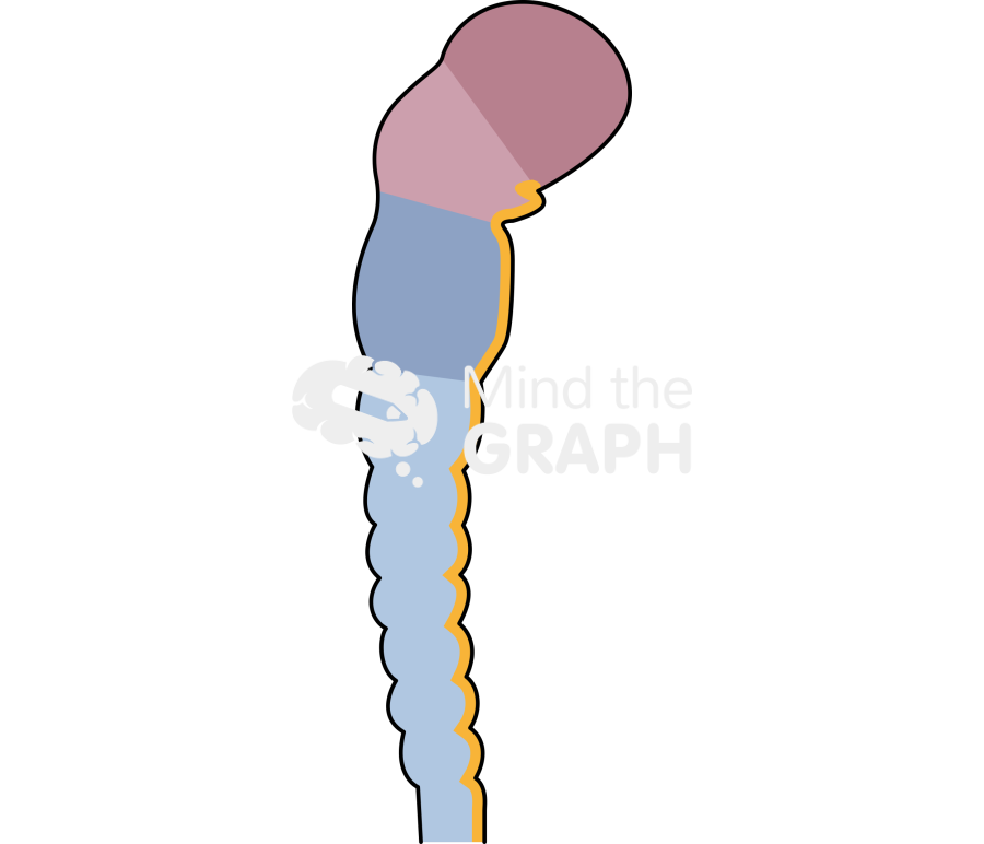 Neural tube Icons, Symbols, Pictures, and Images