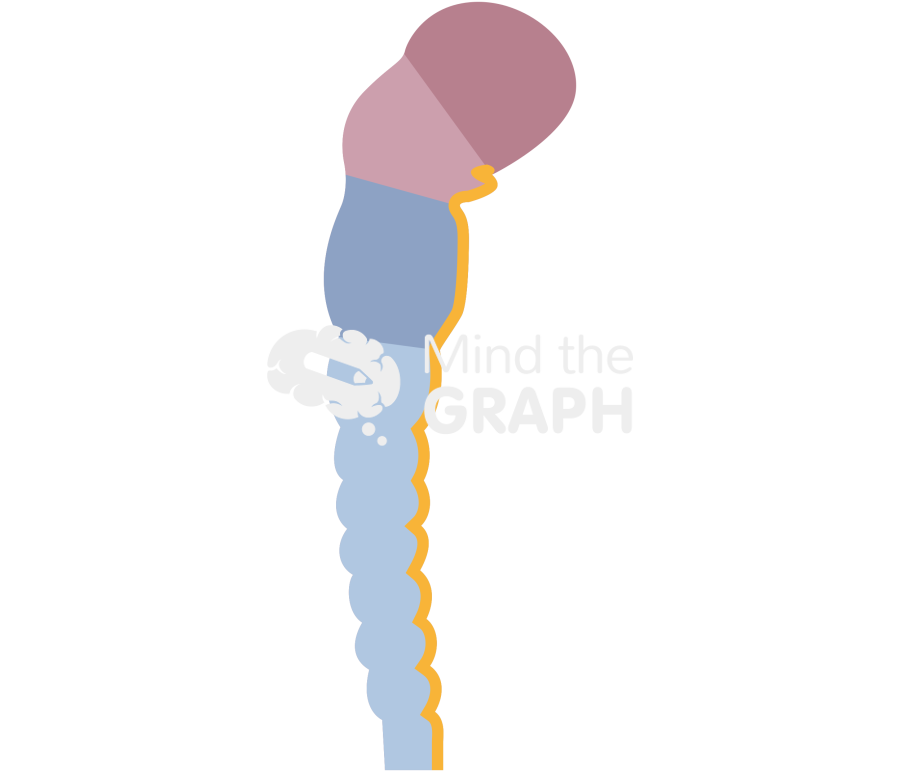 Neural tube Icons, Symbols, Pictures, and Images