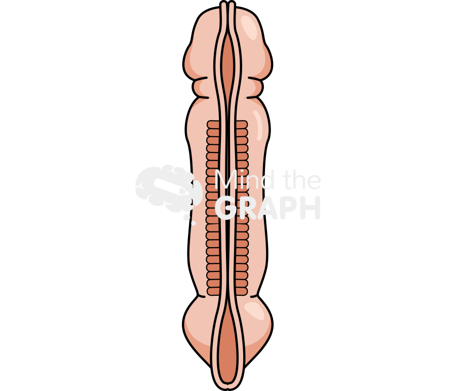 Neural tube 3 weeks superior Icons, Symbols, Pictures, and Images