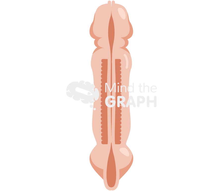 Neural tube 3 weeks superior Icons, Symbols, Pictures, and Images