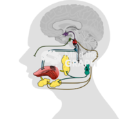 Neuroanatomy salivary glands - Edit and Customize Icons of Neuroanatomy salivary glands Neuroanatomy salivary glands Icons, Symbols, Pictures, and Images