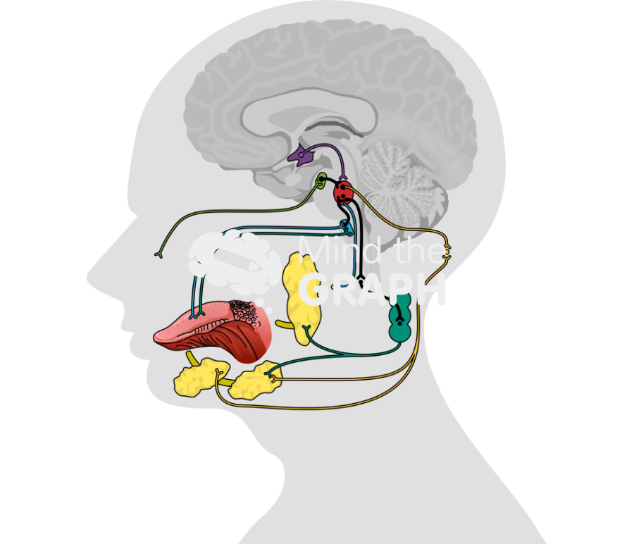 Neuroanatomy salivary glands Icons, Symbols, Pictures, and Images