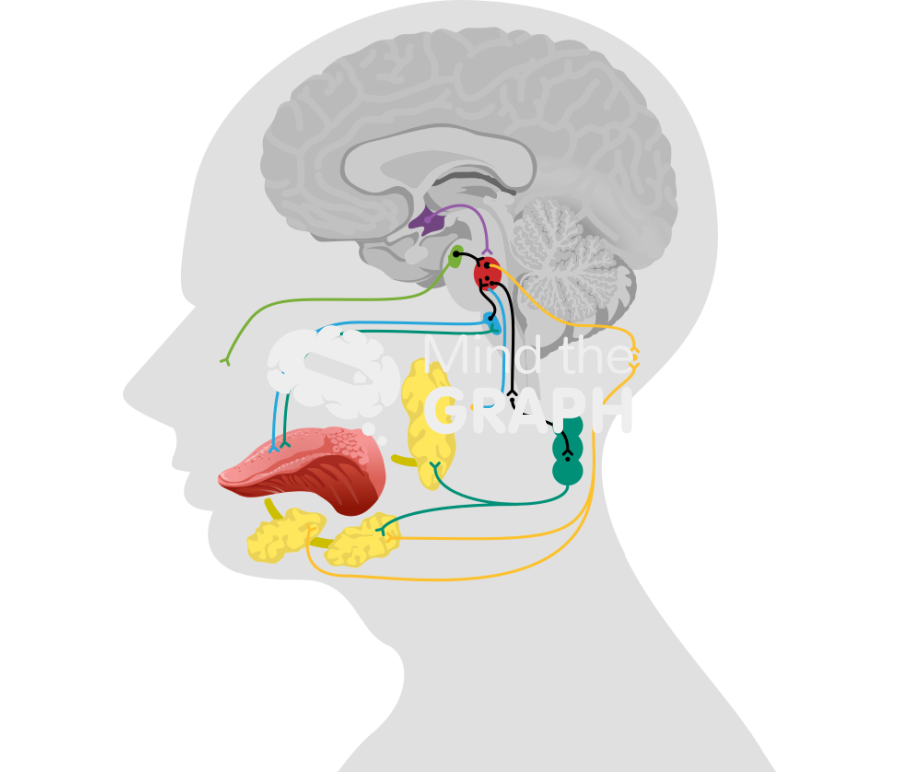 Neuroanatomy salivary glands Icons, Symbols, Pictures, and Images