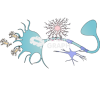 Neuron microglia astrocito oligodendrocito Icons, Symbols, Pictures, and Images