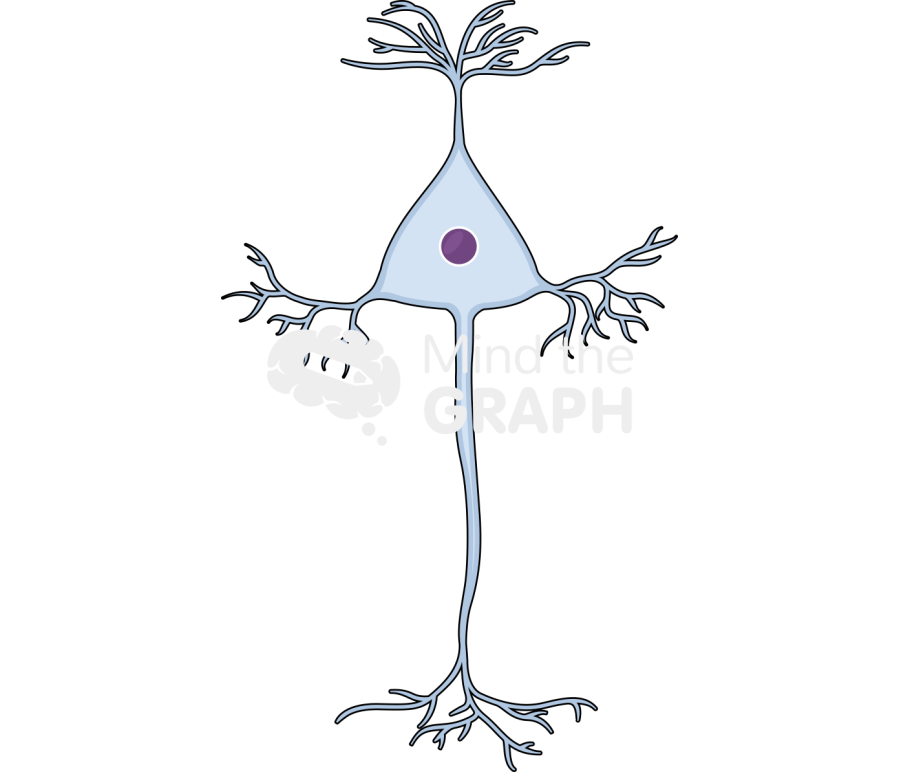 Neuron pyramidal Icons, Symbols, Pictures, and Images