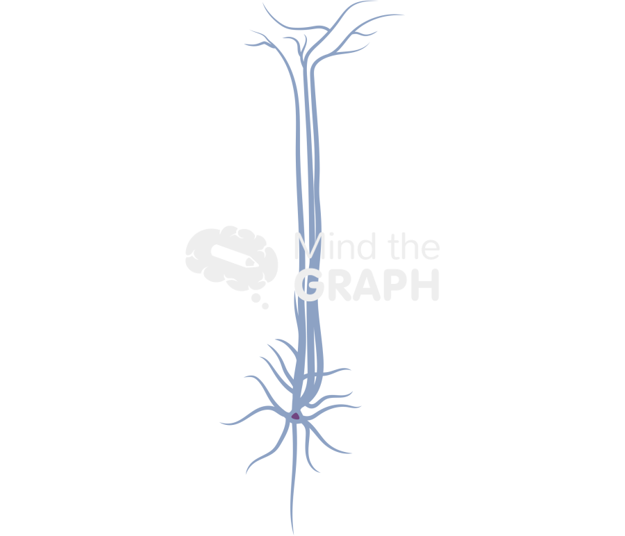 Neuron sp Icons, Symbols, Pictures, and Images