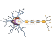 Neuron structure mielin cut Icons, Symbols, Pictures, and Images