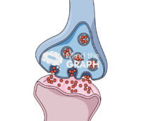 Neuron synapse Icons, Symbols, Pictures, and Images
