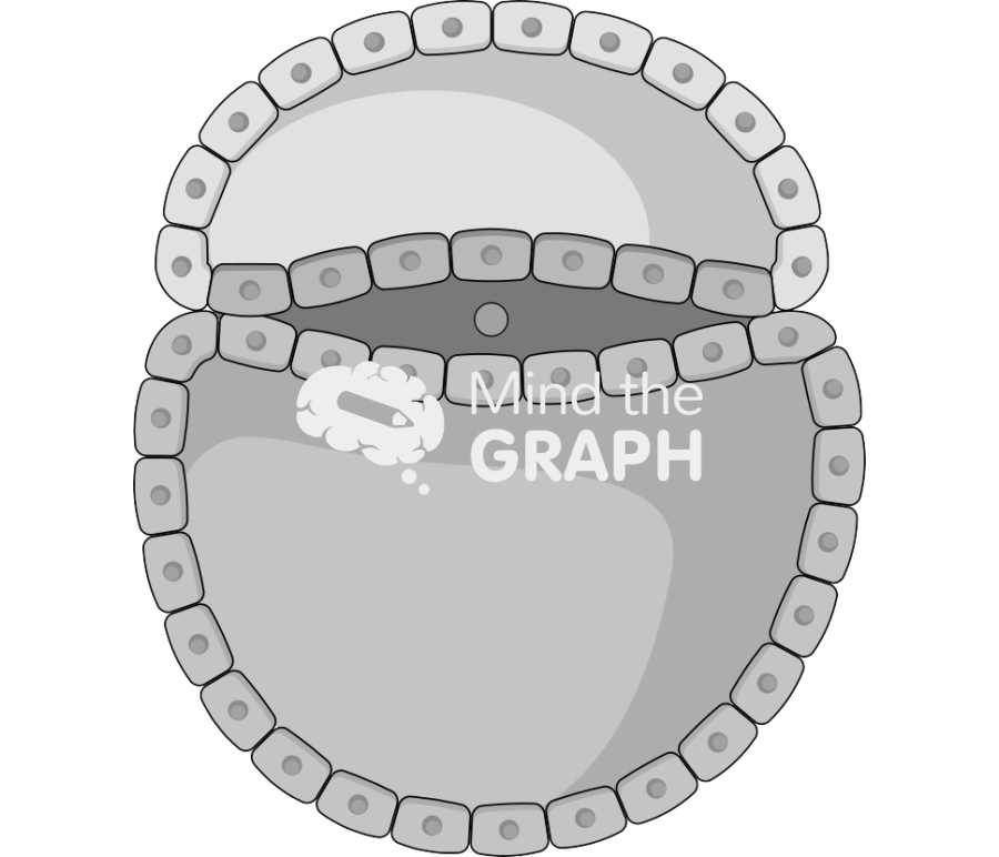 Neurulation 1 Icons, Symbols, Pictures, and Images