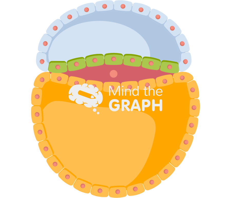 Neurulation 1 Icons, Symbols, Pictures, and Images