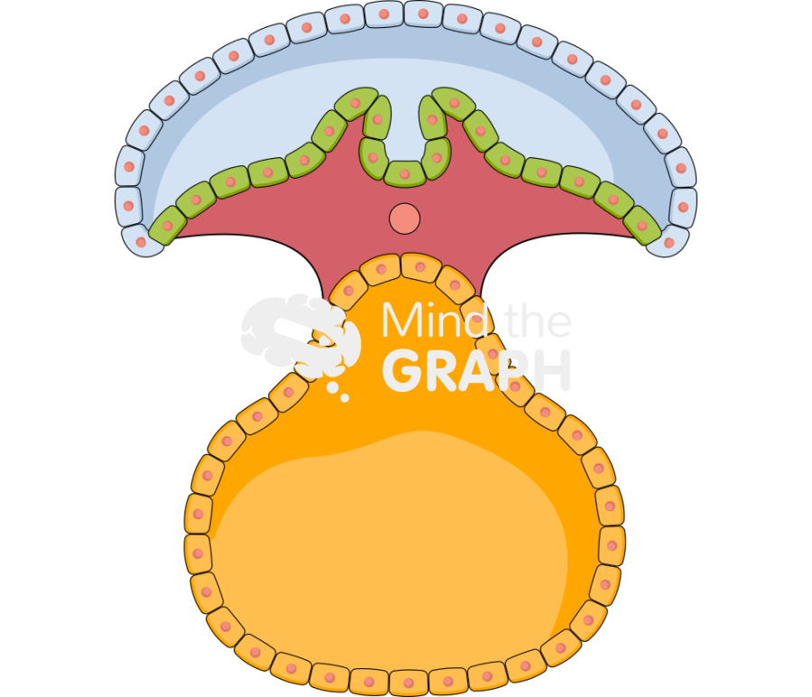 Neurulation 2 Icons, Symbols, Pictures, and Images