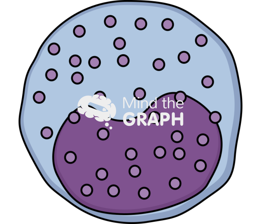 Neutrophil metamyelocye Icons, Symbols, Pictures, and Images