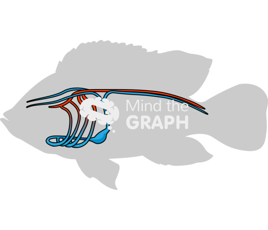Nile tilapia circulatory system body Icons, Symbols, Pictures, and Images