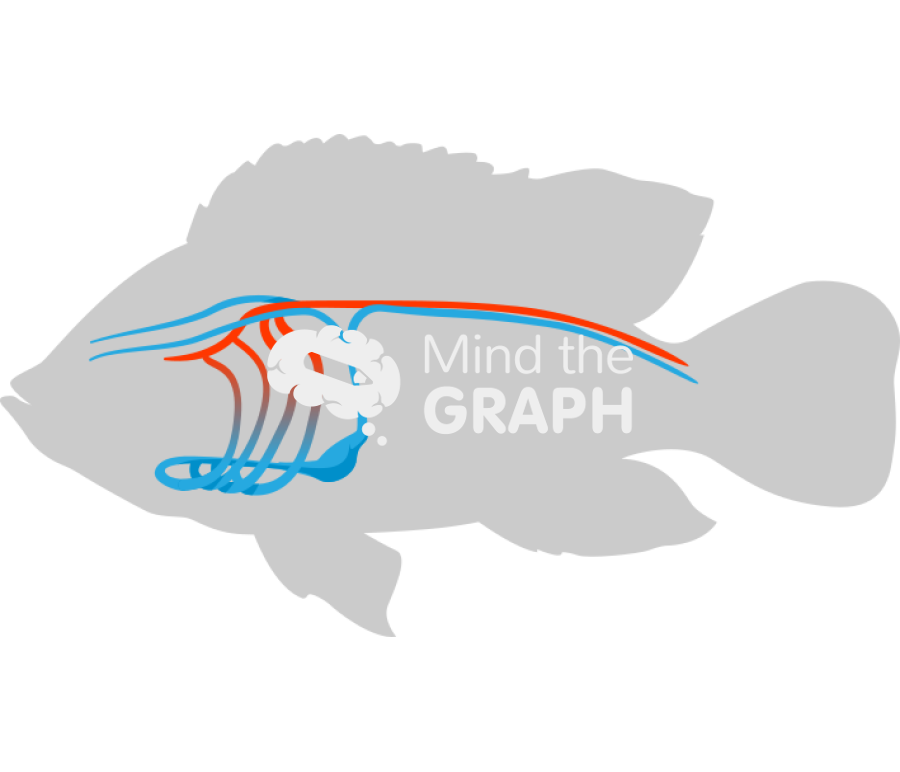 Nile tilapia circulatory system body Icons, Symbols, Pictures, and Images