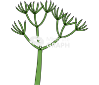 Nitella chlorophyta 1 Icons, Symbols, Pictures, and Images