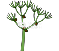 Nitella chlorophyta 2 Icons, Symbols, Pictures, and Images