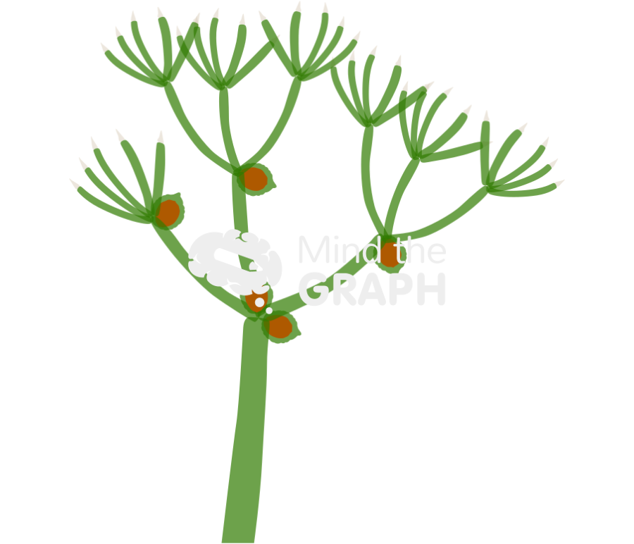 Nitella chlorophyta 2 Icons, Symbols, Pictures, and Images