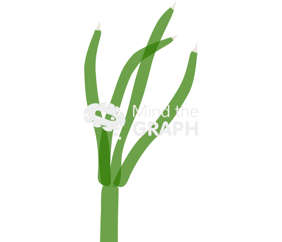 Nitella chlorophyta 3 Icons, Symbols, Pictures, and Images