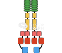 Nlrp3 - Edit and Customize Icons of Nlrp3 Nlrp3 Icons, Symbols, Pictures, and Images