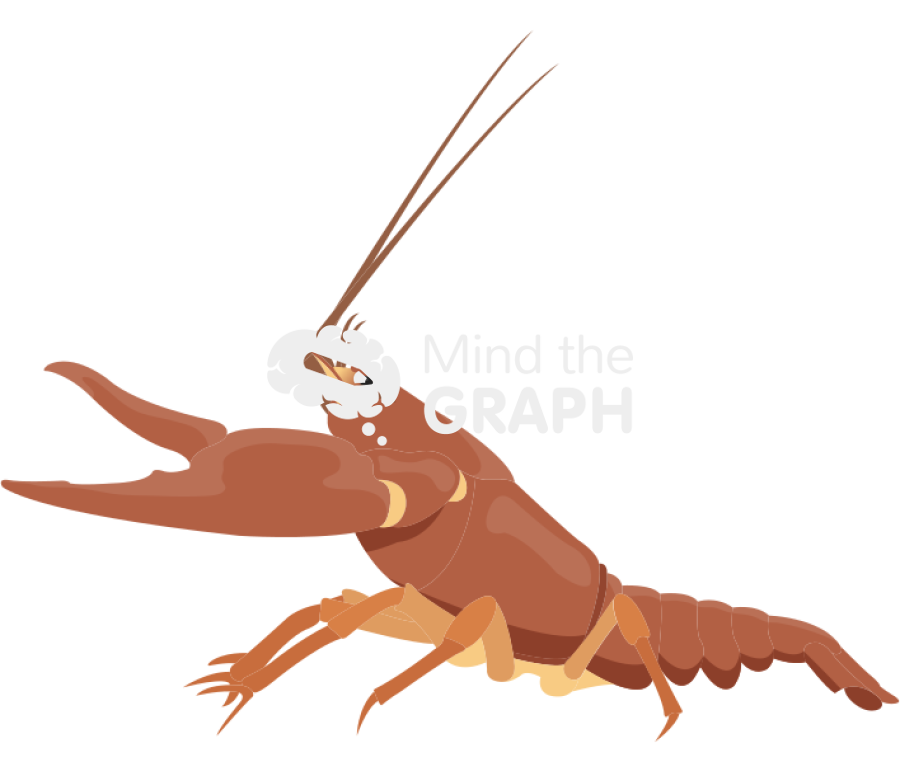 Noble crayfish astacus astacus Icons, Symbols, Pictures, and Images
