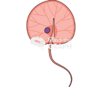 Noctiluca dinoflagellate 1 Icons, Symbols, Pictures, and Images