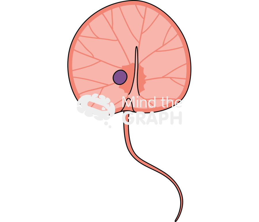 Noctiluca dinoflagellate 1 Icons, Symbols, Pictures, and Images