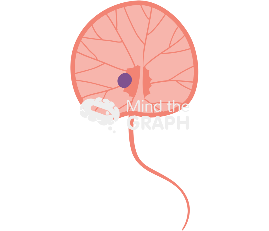 Noctiluca dinoflagellate 1 Icons, Symbols, Pictures, and Images