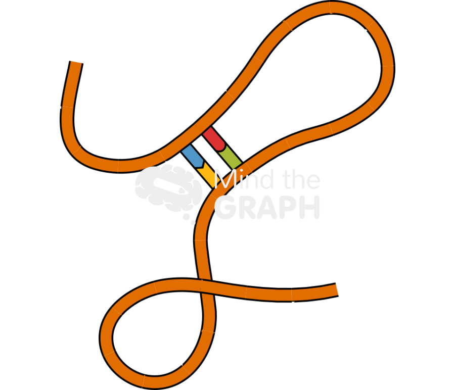 Non coding rna 2 Icons, Symbols, Pictures, and Images