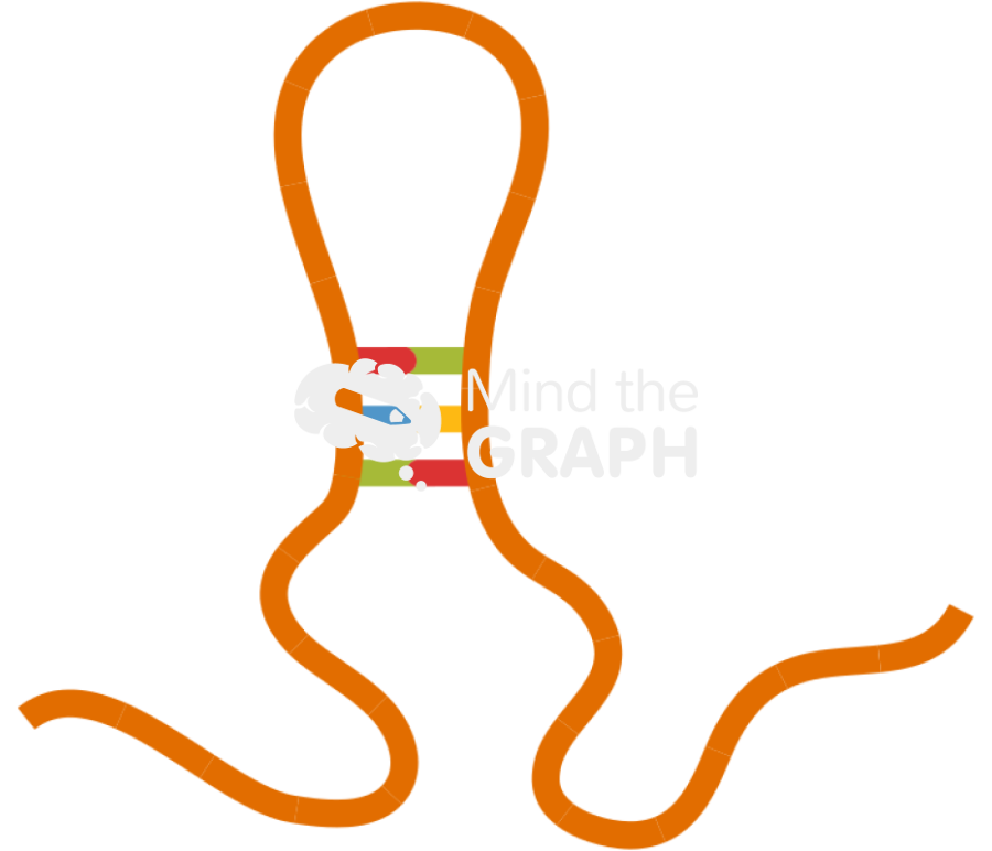 Non coding rna 3 Icons, Symbols, Pictures, and Images