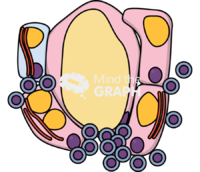 Nonalcoholic steatohepatitis nash - Edit and Customize Icons of Nonalcoholic steatohepatitis nash Nonalcoholic steatohepatitis nash Icons, Symbols, Pictures, and Images