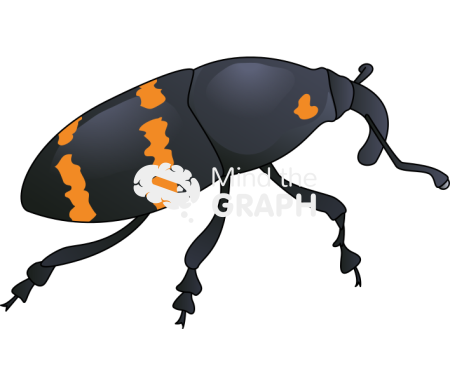 Nopal weevil Icons, Symbols, Pictures, and Images