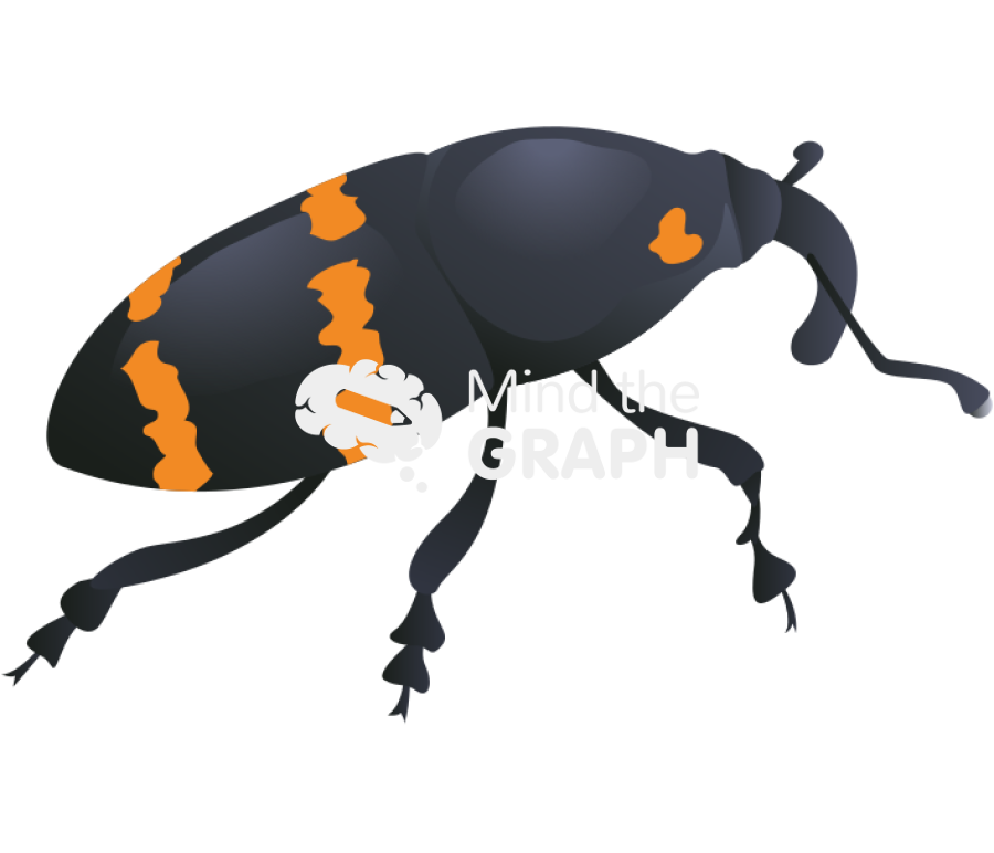 Nopal weevil Icons, Symbols, Pictures, and Images