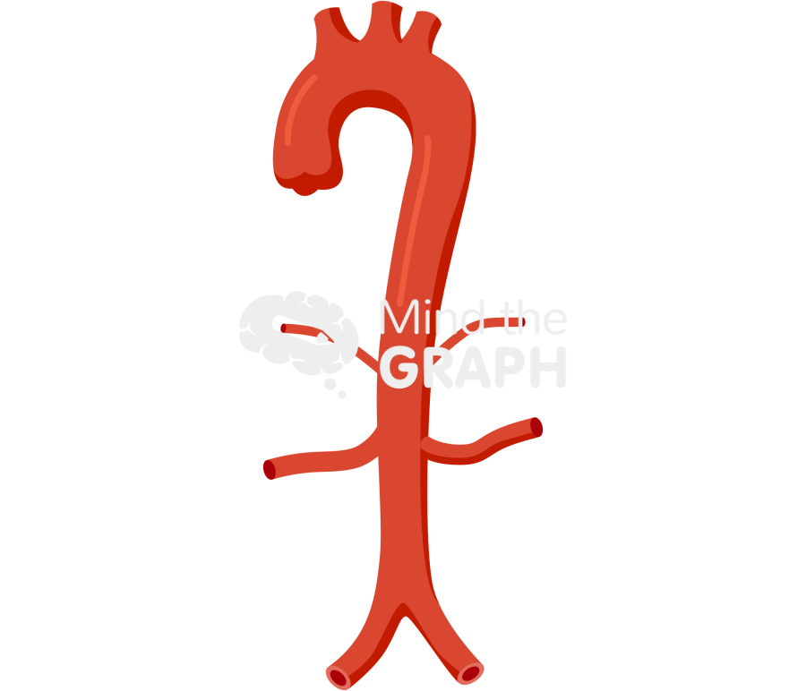 Normal aortic front Icons, Symbols, Pictures, and Images