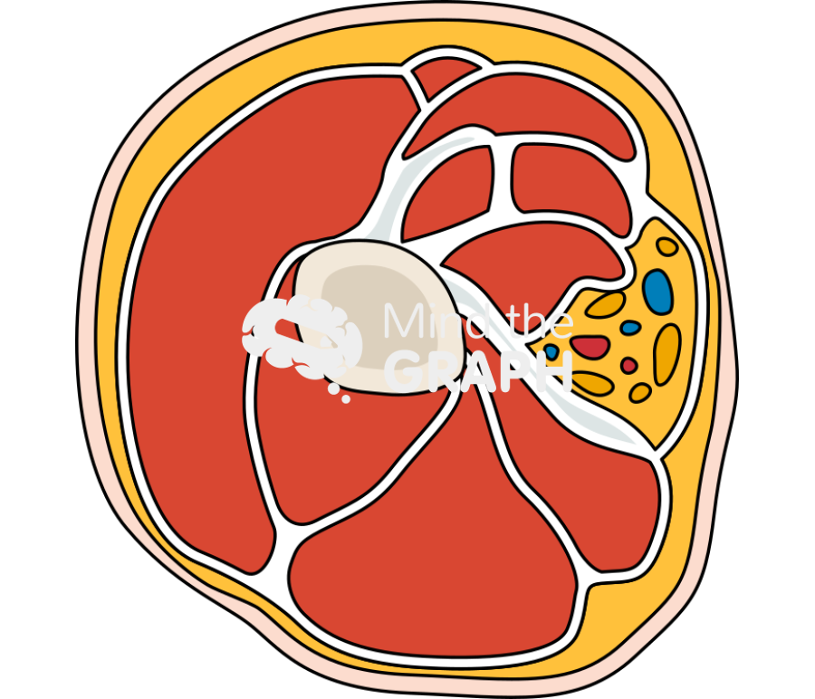 Normal arm muscle cut Icons, Symbols, Pictures, and Images